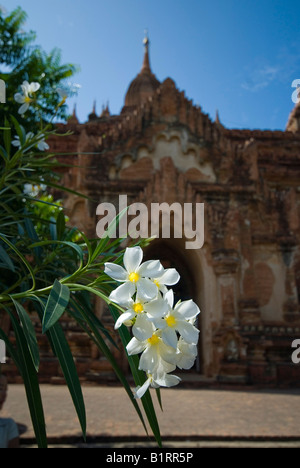 Floraison blanche de la Plumeria (frangipanier) temple de fleurs en face de l'entrée de la pagode, Bagan, Birmanie, Myanmar, en Asie du sud-est Banque D'Images