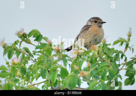 African Stonechat (Saxicola torquata) perché sur un Dogrose Banque D'Images