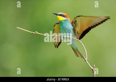 Guêpier d'Europe (Merops apiaster) atterrissage sur son perchoir Banque D'Images
