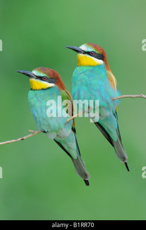 Guêpiers d'Europe (Merops apiaster), hommes et femmes sur leur perchoir Banque D'Images