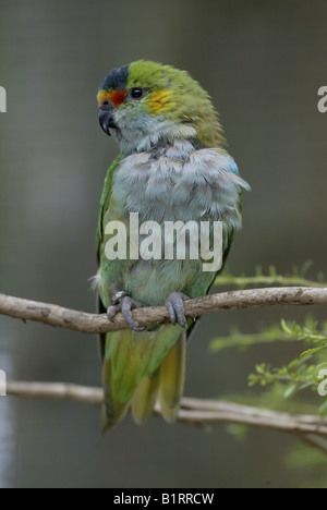 Purple-Crowned porphyrocephale Lorikeet (Glossopsitta), l'Australie Banque D'Images