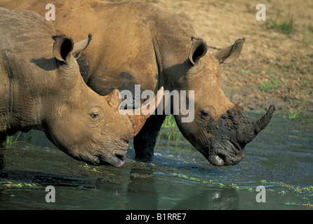 Rhinocéros blanc ou Square-lipped Rhino (Ceratotherium simum) au bord de l'eau potable Banque D'Images