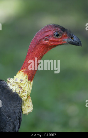 Brush-Turkey australienne ou frotter la Turquie (Francolinus lathami), adulte, portrait, Australie Banque D'Images