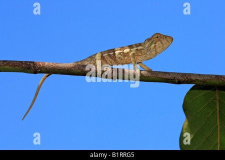 Caméléon panthère (Furcifer pardalis, Chamaeleo pardalis), jeune femme marche sur la branche d'un arbre d'ylang-ylang (Cananga Oo Banque D'Images