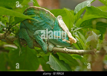 Parson's Calumma parsonii (CAMÉLÉON), mâle adulte, Madagascar, Afrique Banque D'Images