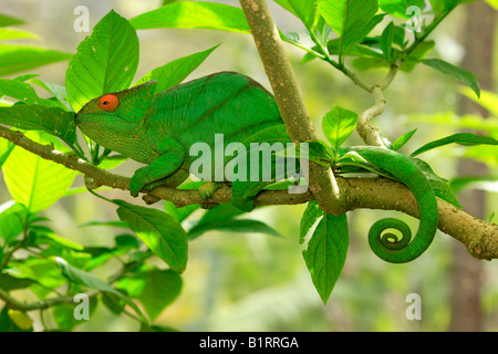 Parson's Calumma parsonii (CAMÉLÉON), mâle adulte, Madagascar, Afrique Banque D'Images