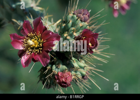 Teddy-bear (Cholla Opuntia bigelovii), fleurs Banque D'Images