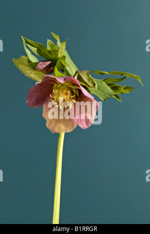 Rose de Noël (Helleborus niger), fleur, Heddesheim, Allemagne Banque D'Images