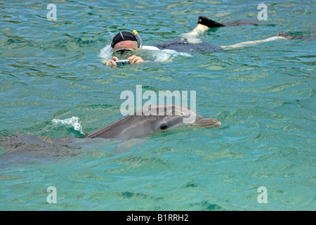 Grand dauphin commun (Tursiops truncatus), adulte, natation avec snorkeler, île de Roatan, Honduras, Amérique Centrale, ame Banque D'Images