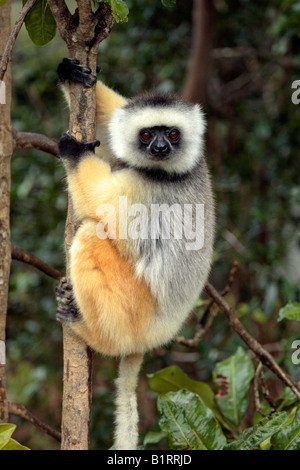 Diademed Sifaka (Propithecus diadema), des profils dans un arbre, Perinet, Madagascar, Afrique Banque D'Images