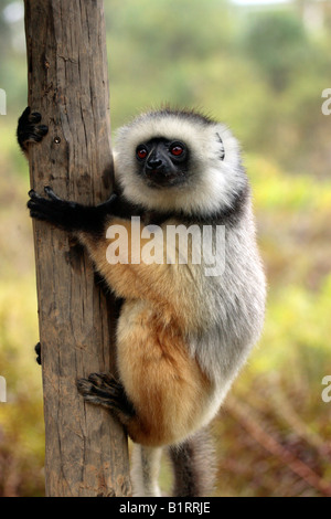 Diademed Sifaka (Propithecus diadema), des profils dans un arbre, Perinet, Madagascar, Afrique Banque D'Images