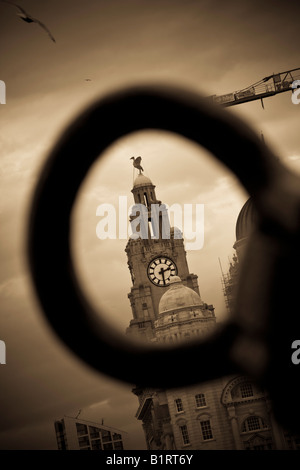 Se concentrer sur les oiseaux du foie. Albert Docks, Liverpool, Merseyside, Royaume-Uni. Banque D'Images