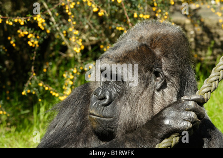 Gorille de plaine de l'ouest (Gorilla gorilla gorilla), Zoo de Wuppertal, en Rhénanie du Nord-Westphalie, Allemagne, Europe Banque D'Images