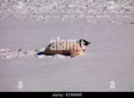 Manchot Empereur (Aptenodytes forsteri) au cap Washington, Antarctique Banque D'Images