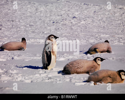 Manchots Empereurs (Aptenodytes forsteri) au cap Washington, Antarctique Banque D'Images