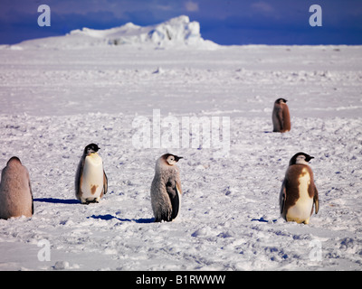 Manchots Empereurs (Aptenodytes forsteri) au cap Washington, Antarctique Banque D'Images