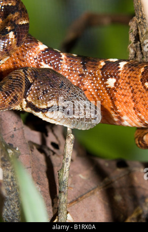 Arbre généalogique Madagascar Sanzinia madagascariensis (Boa), Madagascar, Afrique Banque D'Images