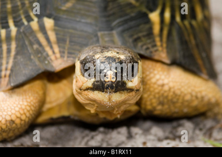 Tortue rayonnée (Astrochelys radiata), Madagascar, Afrique Banque D'Images