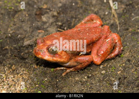 La grenouille tomate ou Crapaud Rouge de Madagascar (Dyscophus antongilli), Madagascar, Afrique Banque D'Images
