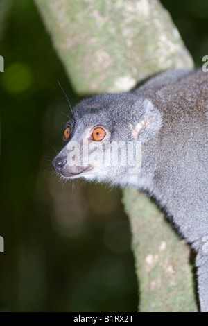 Moins de l'Est ou en bambou Lemur doux gris (Hapalemur griseus), Madagascar, Afrique Banque D'Images