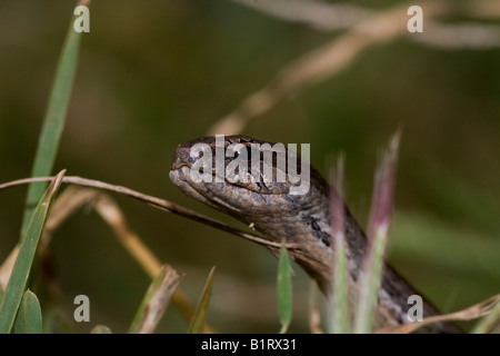 L'additionneur Mahafaly ou big-eyed Mimophis mahfalensis (serpent), Madagascar, Afrique Banque D'Images