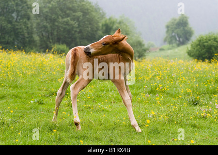 Petit d'une Arab-Haflinger Mare et étalon Appaloosa, volcan Couvinian, Rhénanie-Palatinat, Allemagne, Europe Banque D'Images