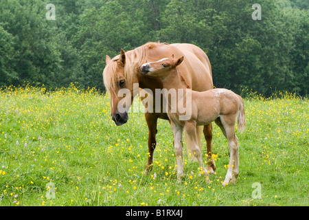 Arab-Haflinger avec Mare poulain volcan, Couvinian, Rhénanie-Palatinat, Allemagne, Europe Banque D'Images