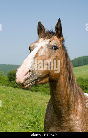 Portrait d'un étalon Appaloosa, volcan Couvinian, Rhénanie-Palatinat, Allemagne, Europe Banque D'Images