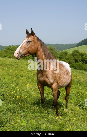 Etalon Appaloosa sur le pré, le volcan Couvinian, Rhénanie-Palatinat, Allemagne, Europe Banque D'Images