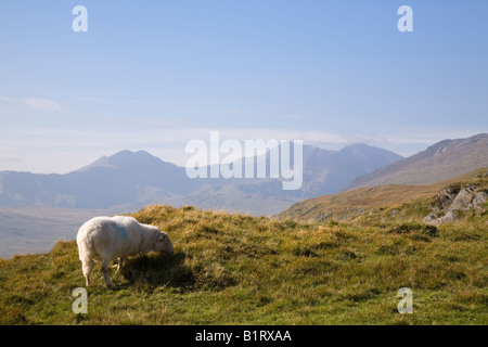 Snowdon horseshoe avec un mouton paissant dans/sur Cefn y Capel dans le parc national de Snowdonia Capel Curig North Wales UK Banque D'Images