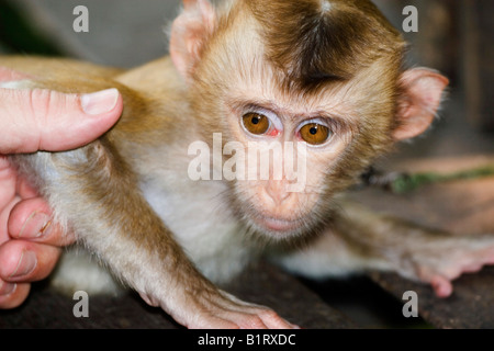 Les jeunes macaques mangeurs de crabes (Macaca fascicularis) Banque D'Images