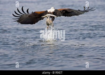 Poissons d'Afrique blanche (Haliaeetus vocifer) capture d'un poisson hors de l'Okavango, Botswana, Africa Banque D'Images