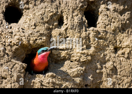 Le sud de Carmine Guêpier (Merops nubicoides) dans une grotte de nidification sur les rives escarpées de l'Okavango, Botswana, Africa Banque D'Images