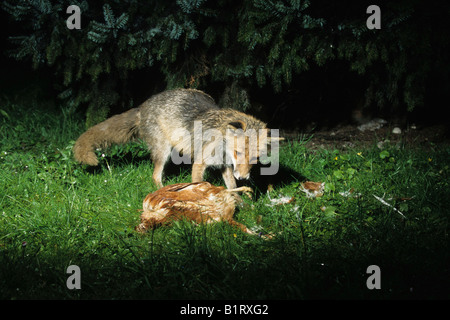 Le renard roux (Vulpes vulpes) attraper une proie, de poulet Banque D'Images