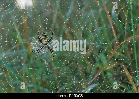 Spider Argiope bruennichi Wasp (web) dans ses couverts dans la rosée du matin Banque D'Images