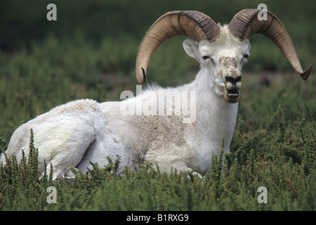 Le mouflon de Dall (Ovis dalli), ram, British Columbia, Canada, Amérique du Nord Banque D'Images