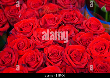 Bouquet de roses, marché aux fleurs flottant, Canal Singel, Amsterdam, Pays-Bas, Europe Banque D'Images
