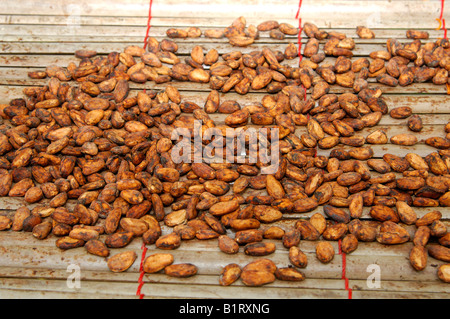 Des fèves de cacao fermentées et séchées (Theobroma cacao), au Ghana, en Afrique de l'Ouest Banque D'Images