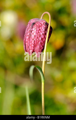 Fritillary, jonquille à damier (Fritillaria meleagris) Banque D'Images