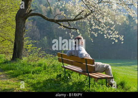 Homme assis sur un banc sous un arbre fruitier en fleur, Bucklige Welt, Basse-Autriche, Autriche, Europa Banque D'Images