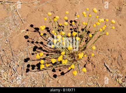 Billy Boutons ou Pilon (Craspedia globosa), East MacDonnell, Territoire du Nord, Australie Banque D'Images