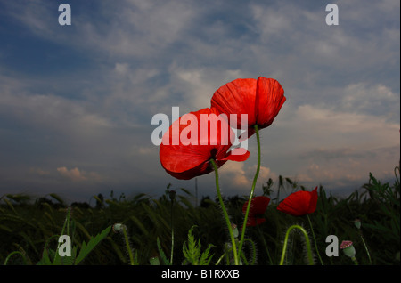 Fleurs de pavot (Papaver rhoeas) en face de nuages Banque D'Images