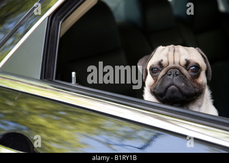 Les jeunes à pug hors de la fenêtre d'une voiture Banque D'Images