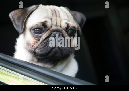 Les jeunes à pug hors de la fenêtre d'une voiture Banque D'Images