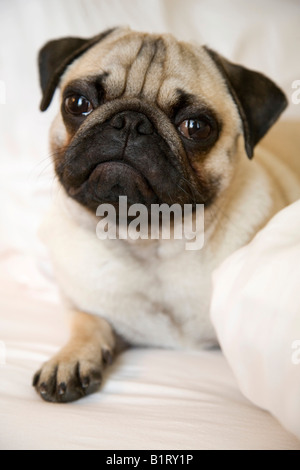 Portrait d'une jeune pug lying on a bed Banque D'Images