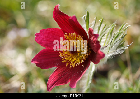 Anémone pulsatille (Pulsatilla vulgaris), Geretsried, Bavaria, Germany, Europe Banque D'Images