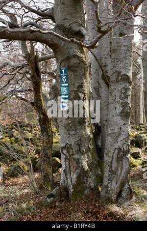 Panneaux de sentiers de randonnée sur un vieux hêtre (Fagus), Lange Rhoen, Basse Franconie, Bavière, Allemagne, Europe Banque D'Images
