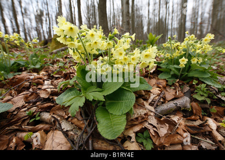 Oxlip ou vrai Oxlip (Primula elatior), Lange Rhoen, Basse Franconie, Bavière, Allemagne, Europe Banque D'Images