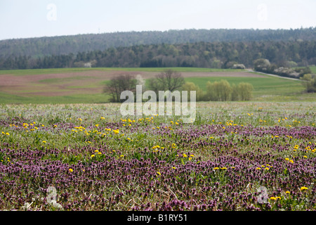 La floraison rouge avec pré-cultivées ou Deadnettle Deadnettle Lamium purpureum (pourpre), près de Burkardroth Rhoen, montagnes, L Banque D'Images