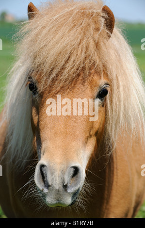 Portrait d'un mini poney Shetland (Equus caballus) Banque D'Images